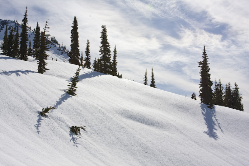 Sub-Alpine Firs On Snow Slope